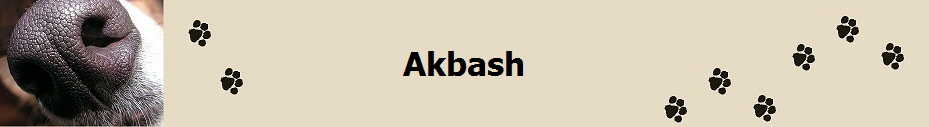 Akbash