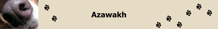 Azawakh