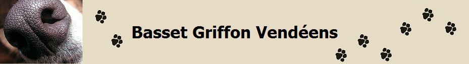 Basset Griffon Vendens