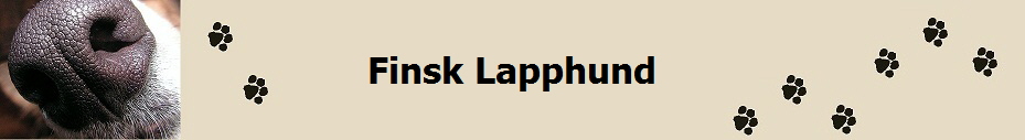 Finsk Lapphund