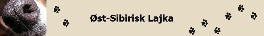 st-Sibirisk Lajka