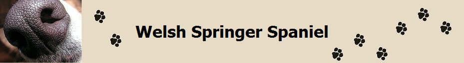 Welsh Springer Spaniel